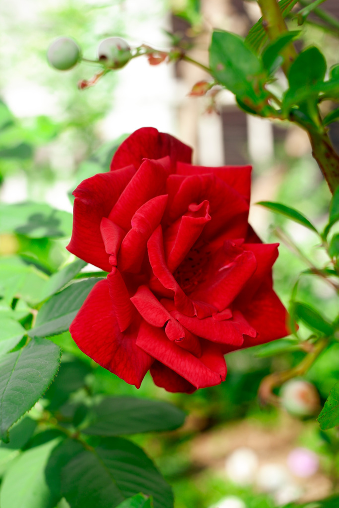 ブルーベリーの祝福