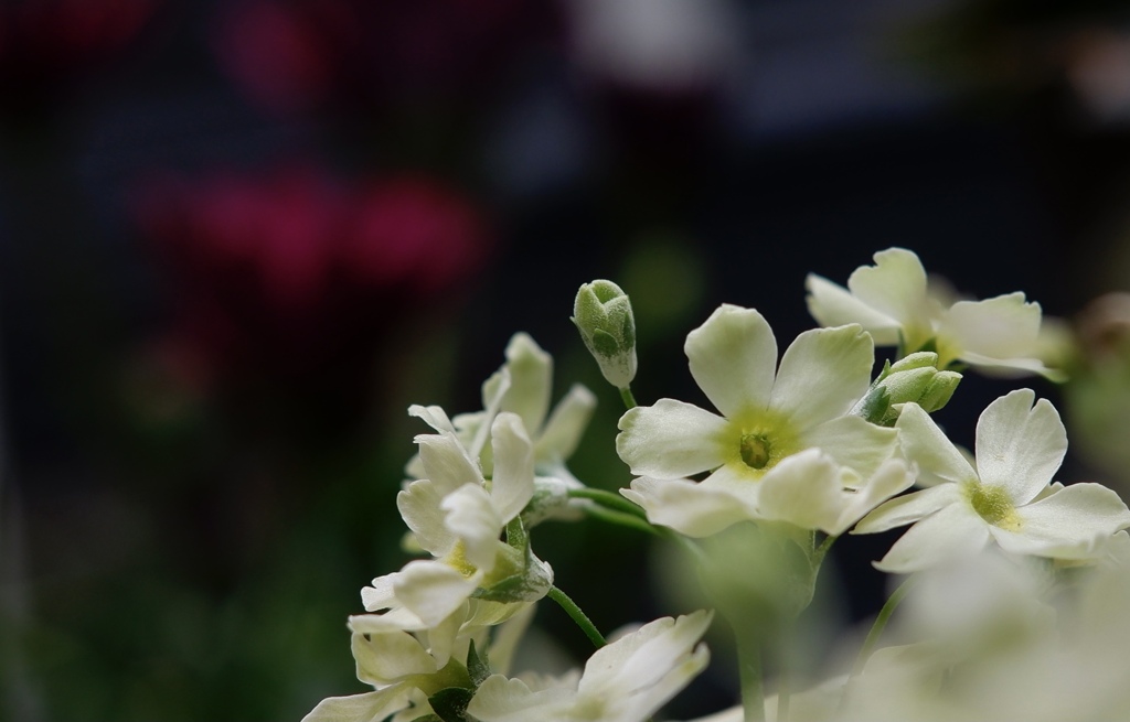 ライムグリーンの世界　幻想