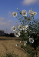 規律正しい秋桜