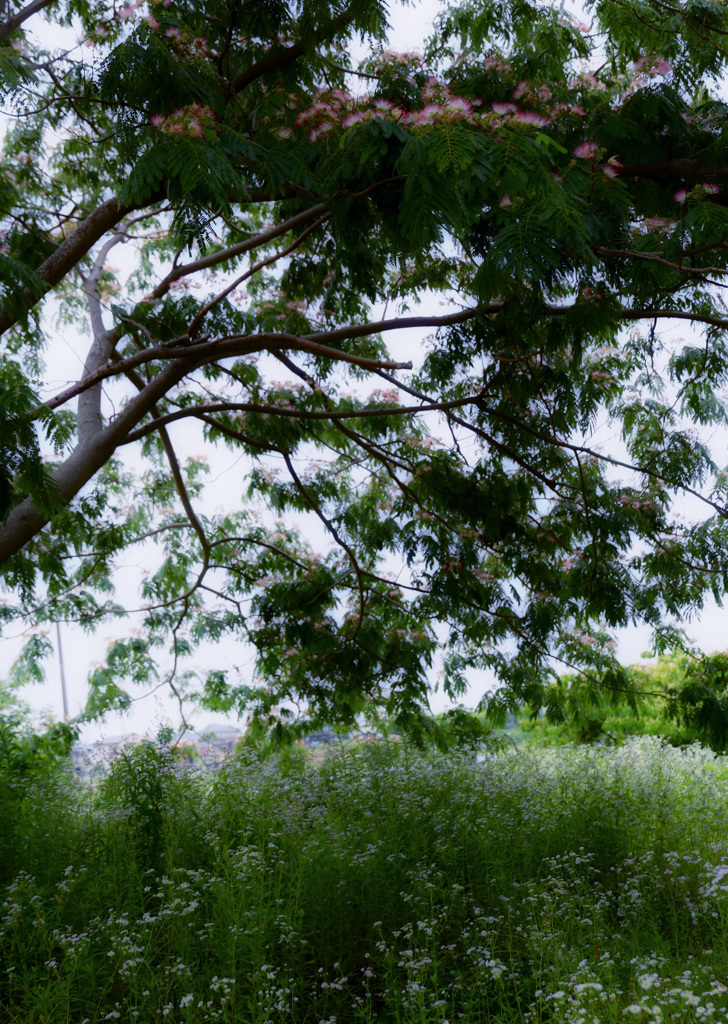 梅雨景色（合歓の木の花開く）