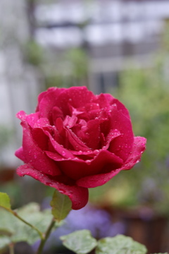 雨天の薔薇