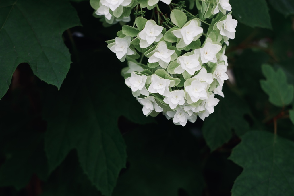 柏葉紫陽花の美