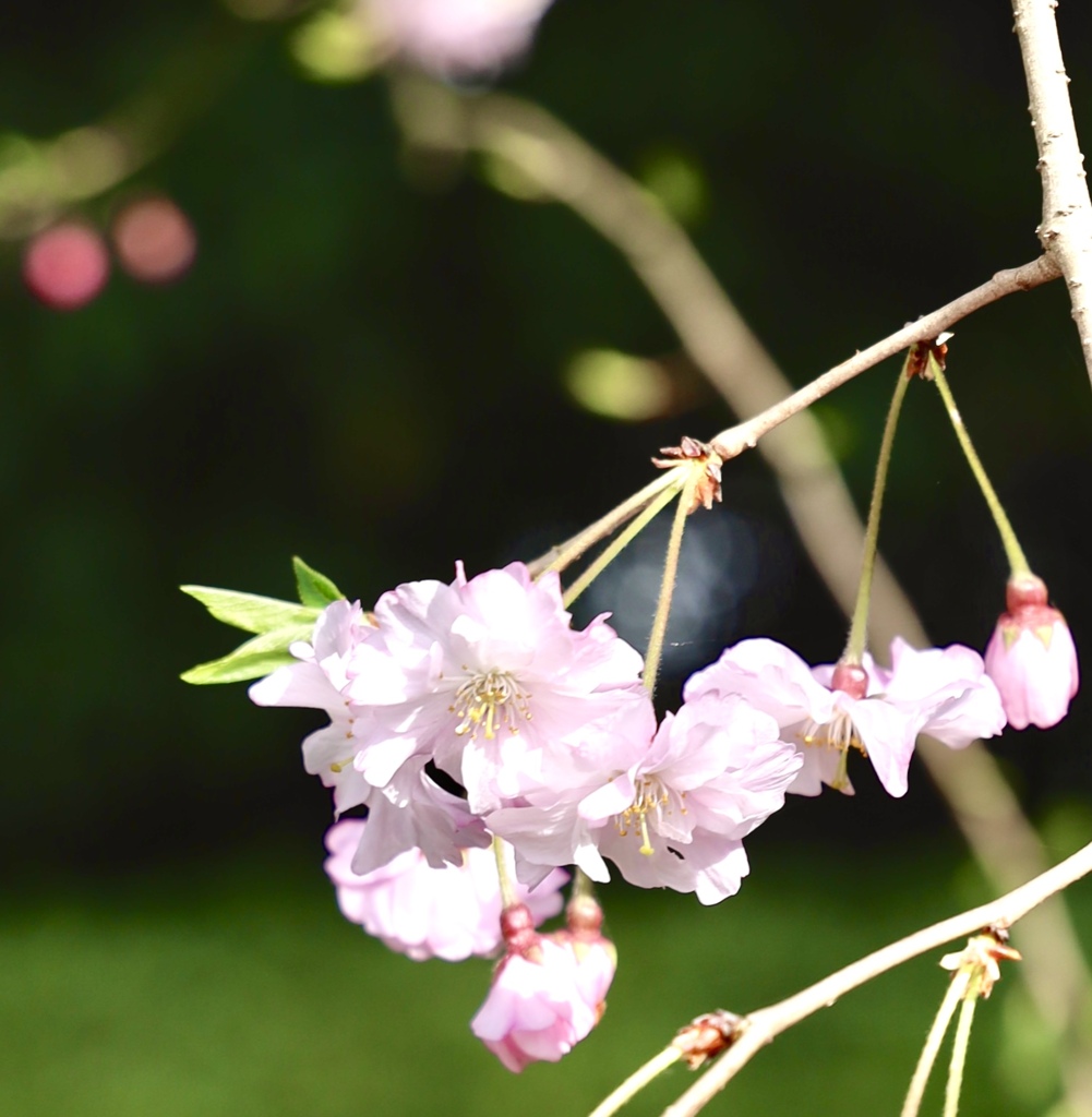 桜の残香