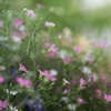 夕暮れの花園
