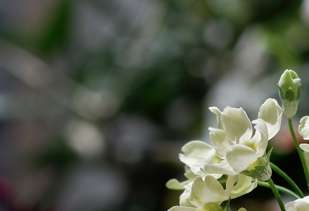 ライムグリーンの世界　夢