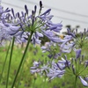 雨が好き！
