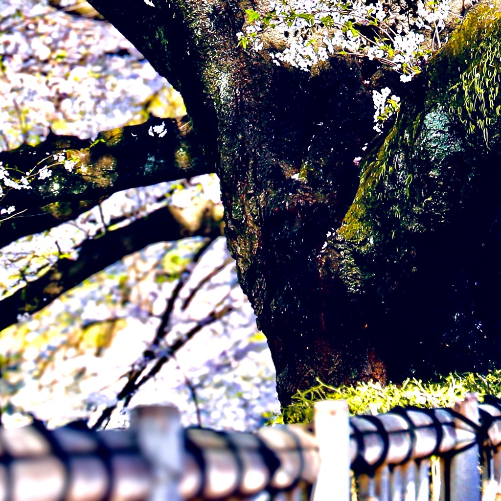 名城の桜風景