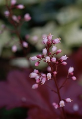 ツボサンゴの花