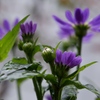 紫色の開花