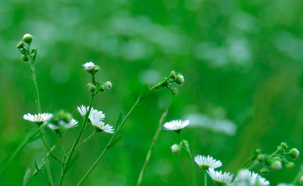 のどかな春の日の記憶