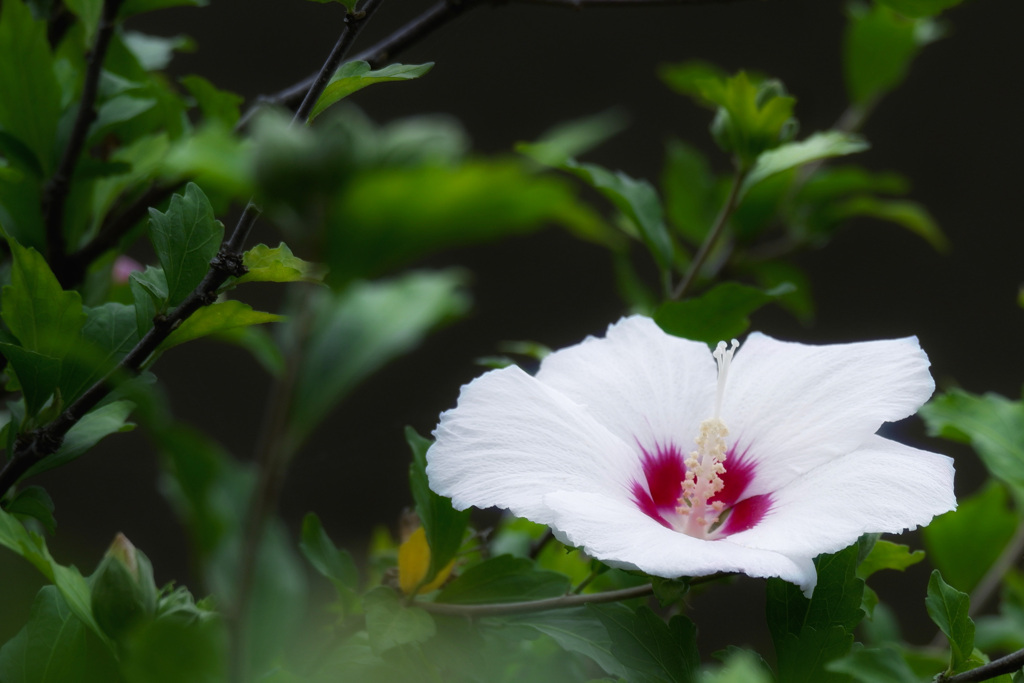 ムクゲの花　その2