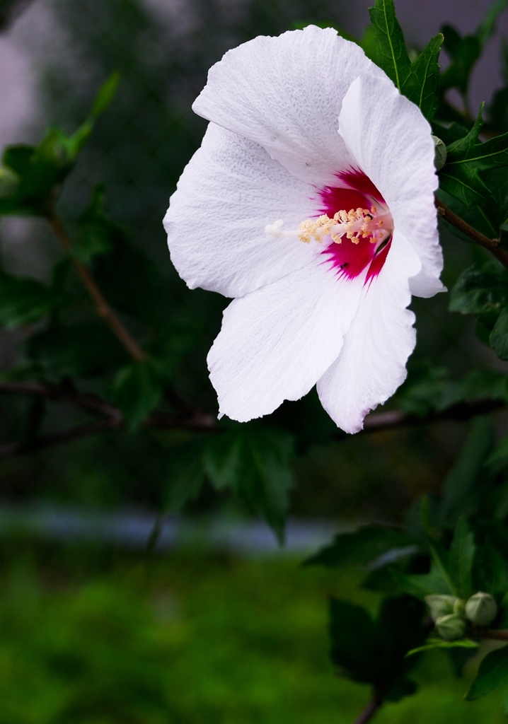 ムクゲの花