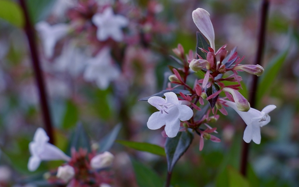 アベリアの美