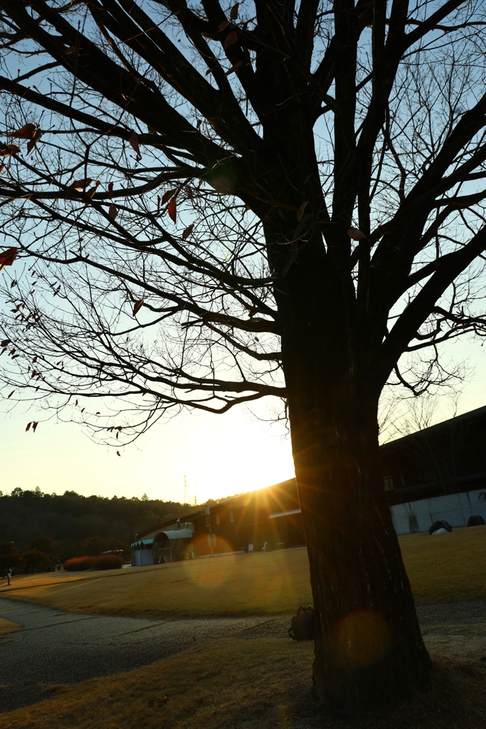 夕日と落葉樹