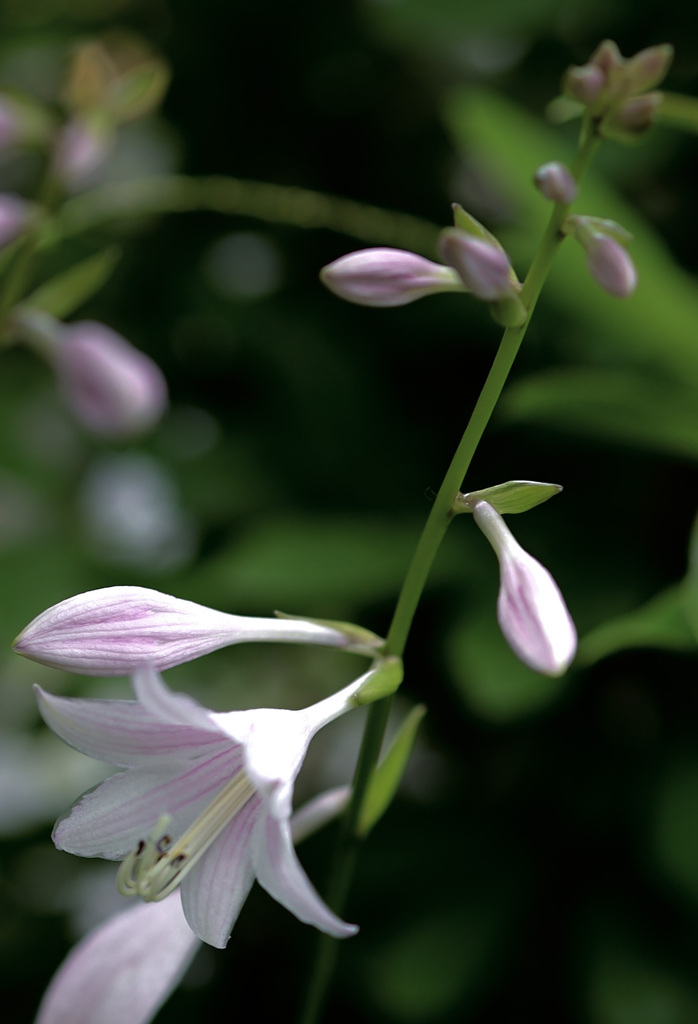 ギボウシの花