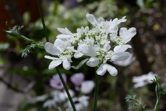 オルラヤホワイトレースの花