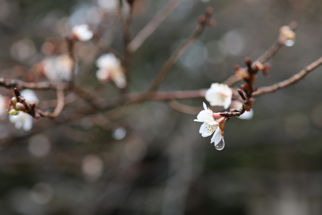 芽吹く