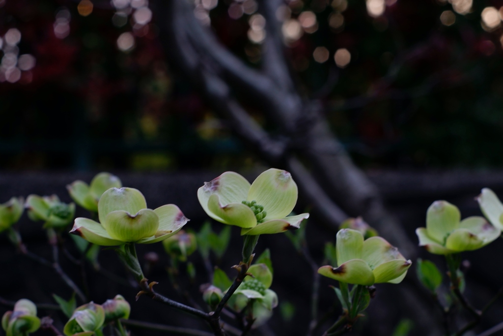 ハナミズキの開花