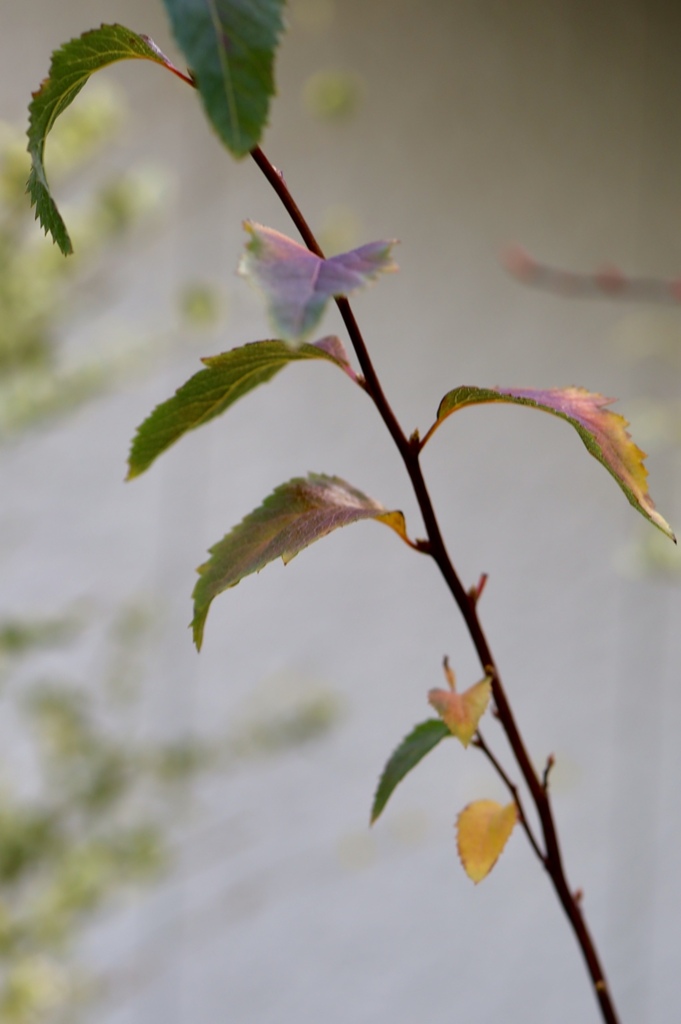 早春のカマツカ