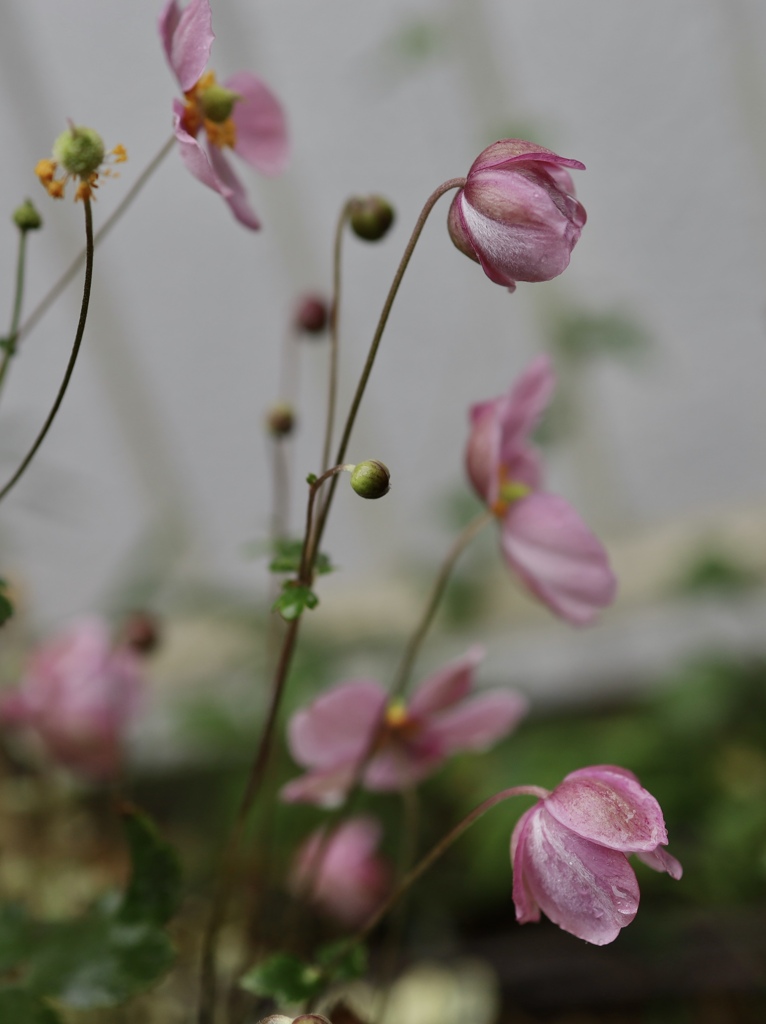 台湾秋明菊