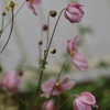 台湾秋明菊