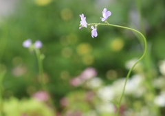 花園遊覧