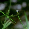庭石菖