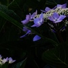 夕暮れの紫陽花2