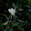 森に咲く木槿