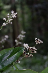 薮茗荷が咲く森