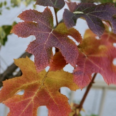 柏葉紫陽花の紅葉