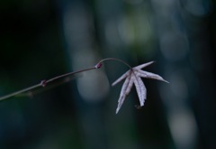 枯葉の陰に新芽が！