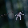 枯葉の陰に新芽が！