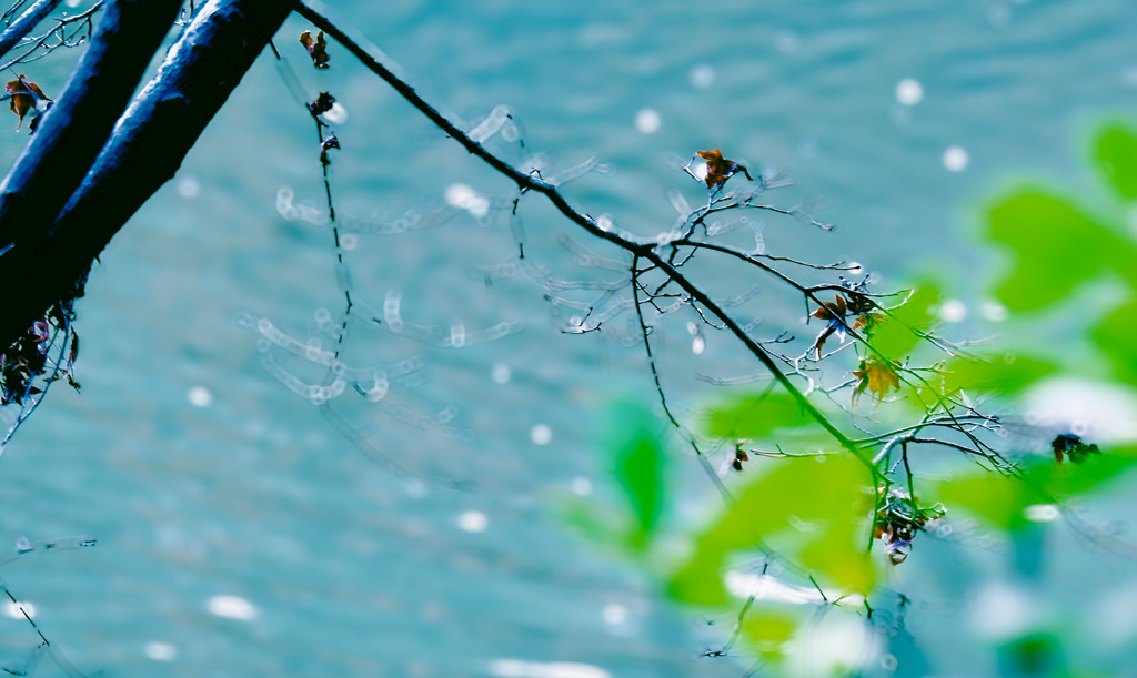 冬沼の水面（みなも）