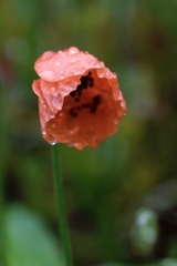 雨に耐えるナガミヒナゲシ