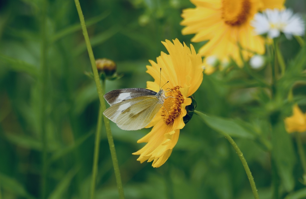 雨の日の野原散歩３