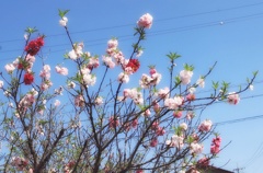 花桃と春の空