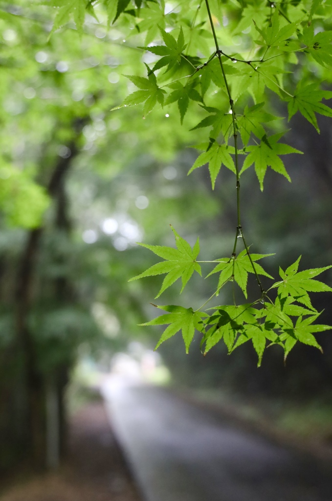 雨の山道散策