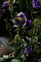 朝露光るオダマキの花