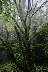 雨の森の情景