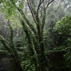 雨の森の情景