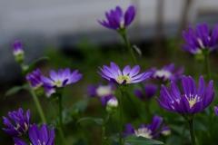 静かに咲くミヤコワスレの花たち