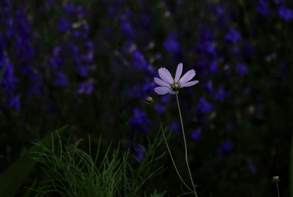 お花畑に咲く一輪のコスモス