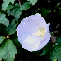 暗闇の木槿の花