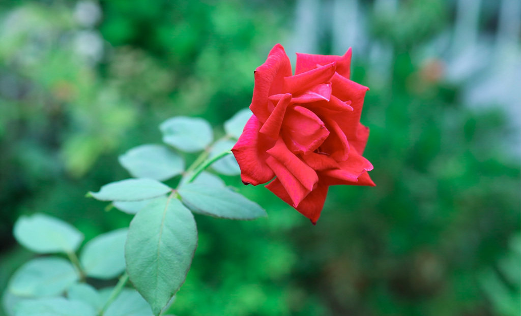 初秋・薔薇