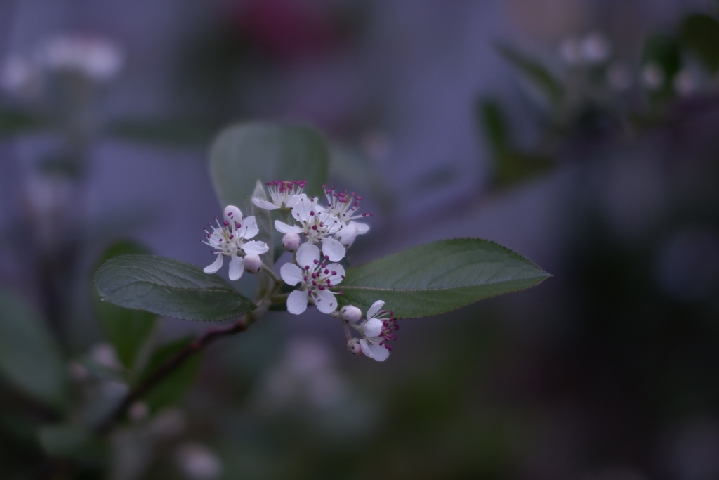カマツカの花　その1