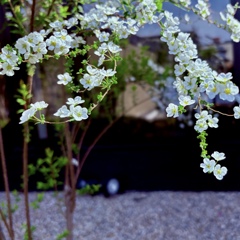 祝宴見守るユキヤナギ