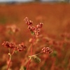 赤い花の蕎麦の実