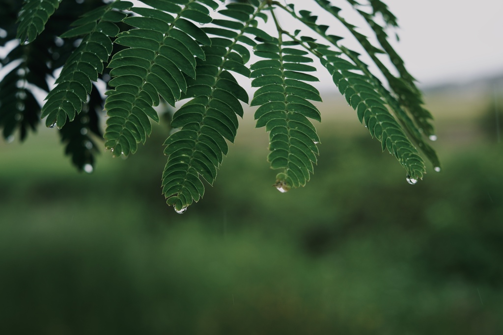 雨の日の野原散歩２