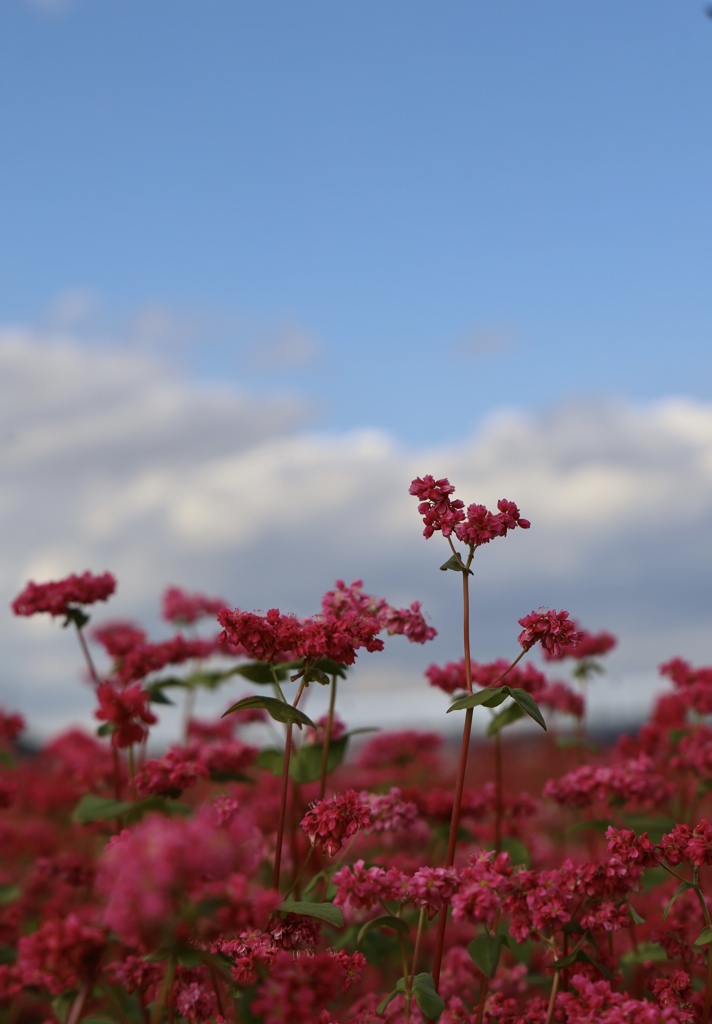 赤い蕎麦花と秋の空